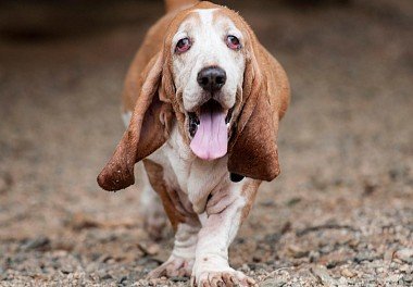 Basset Hound