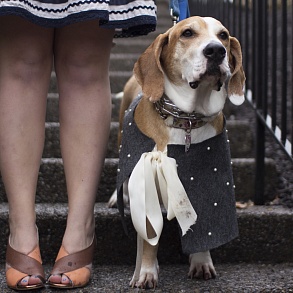 Basset Hound