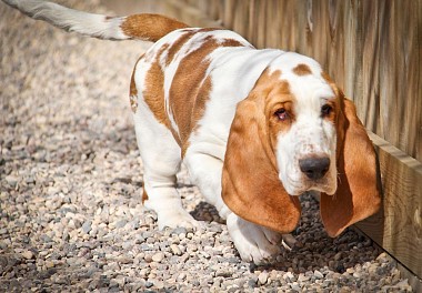 Basset Hound