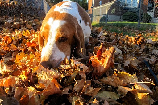 Bloodhound on the case