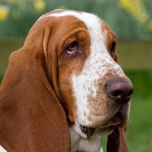 Basset Hound