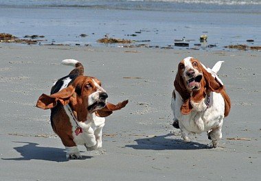 Basset Hound