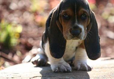 Basset Hound