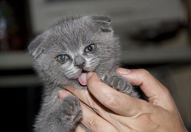 Scottish lop-eared cat