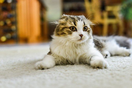 Scottish lop-eared cat