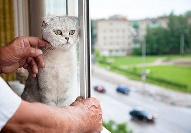 Scottish lop cat