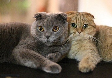 Scottish lop cat