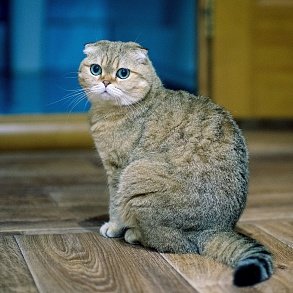 Scottish lop cat