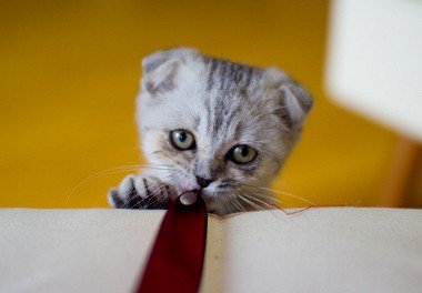 Scottish Lop-Eared Cat