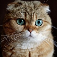 Scottish fold cat (Scottish fold)