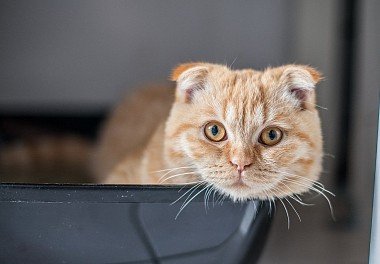 Scottish Lop-Eared Cat