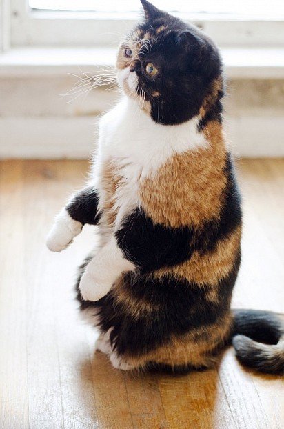 Exotic cat standing on hind legs