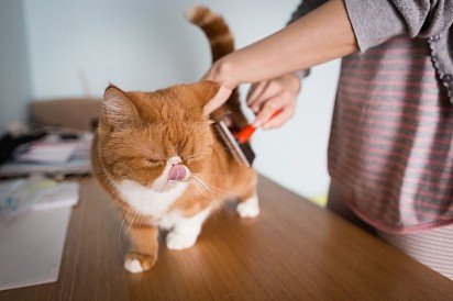 Brushing out the hair of an exotic