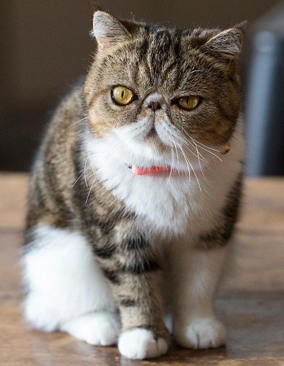 Exotic Shorthair Cat