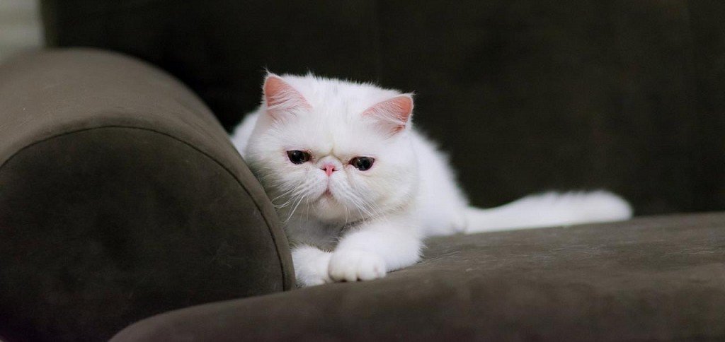 White exotic cat snuggled up to a dwyvan