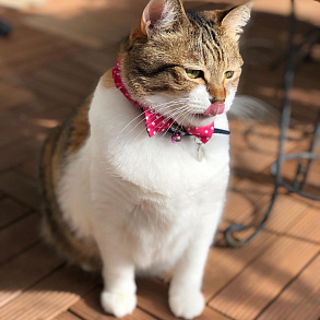 Japanese Bobtail