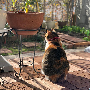 Japanese Bobtail