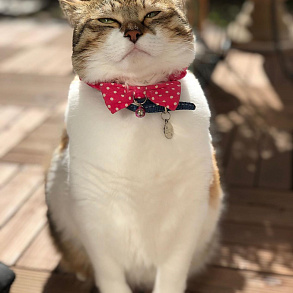 Japanese Bobtail