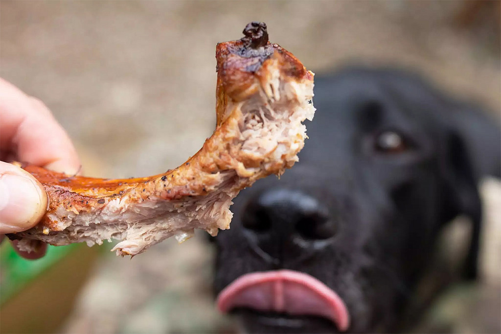 Dog and Bone