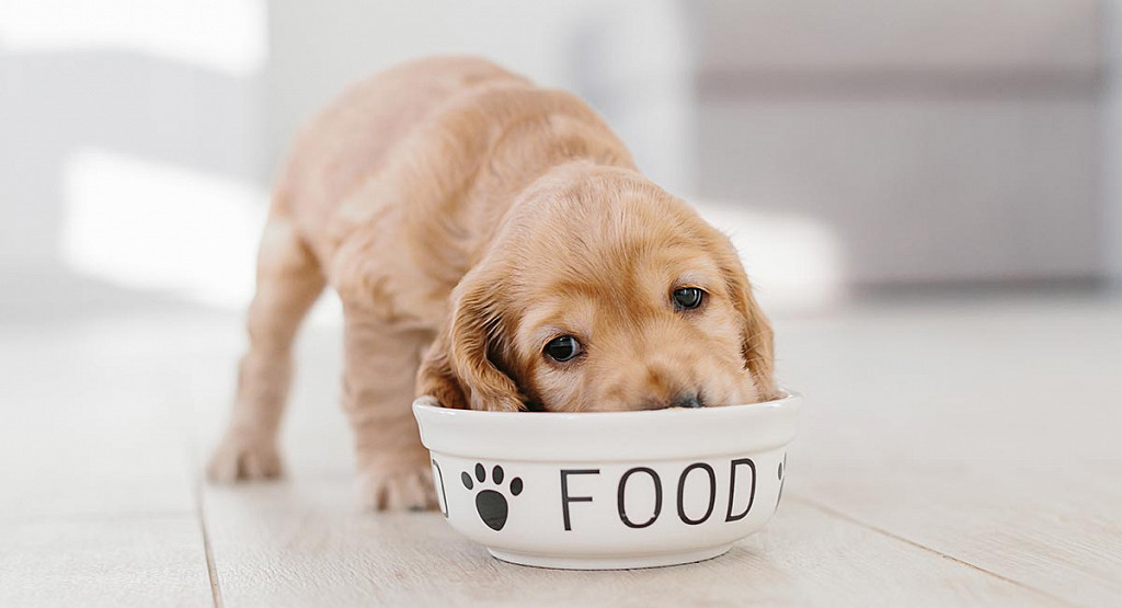 Puppy Nutrition