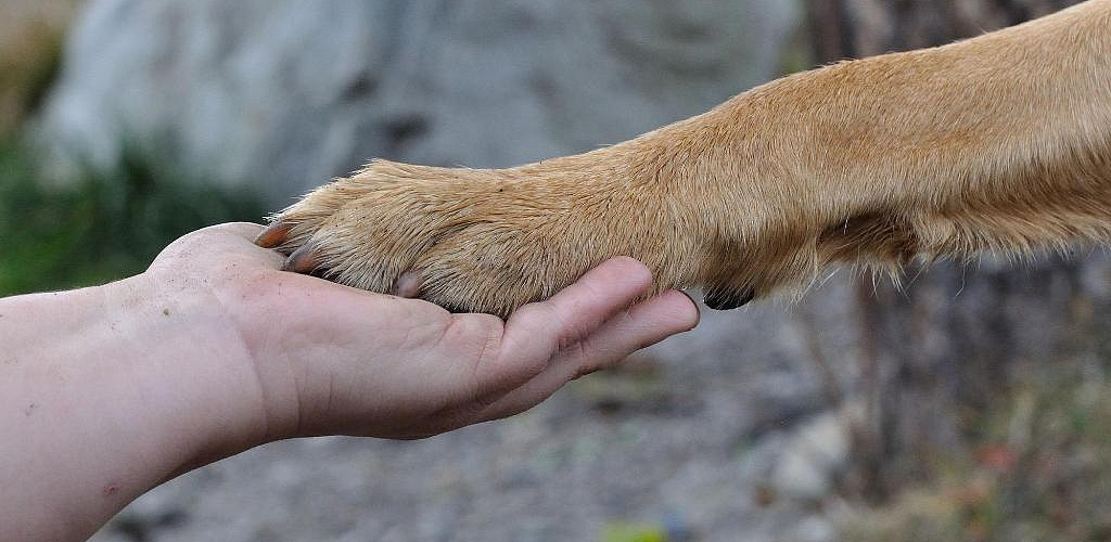 Movie Phobia - How to make a dog a friend instead of an enemy