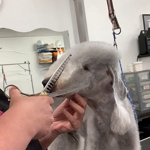 Bedlington Terrier