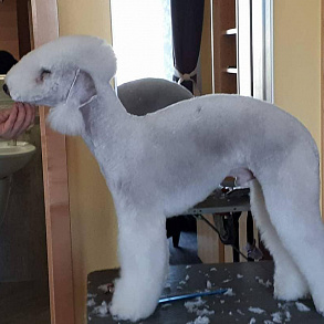 Bedlington Terrier