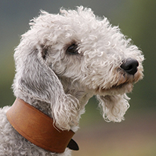 Bedlington Terrier