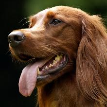 Irish Setter