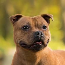 Staffordshire Bull Terrier