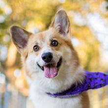 Welsh Corgi Pembroke