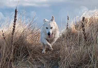 White Swiss Shepherd