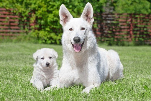 BChO puppy with mom