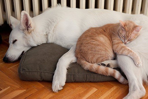 White Swiss Shepherd with cat