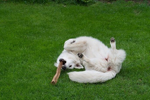 White Swiss Shepherd