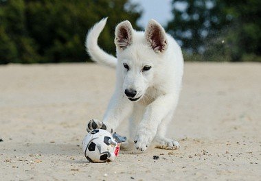 White Swiss Shepherd