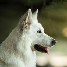 White Swiss Shepherd