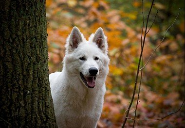 White Swiss Shepherd