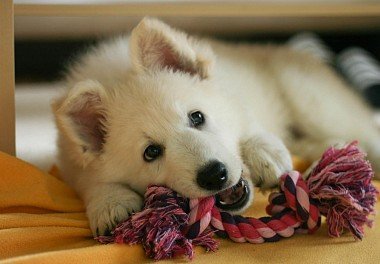 White Swiss Shepherd