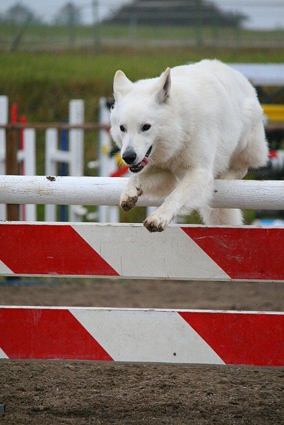 Shaeitzar Sheepdog Training