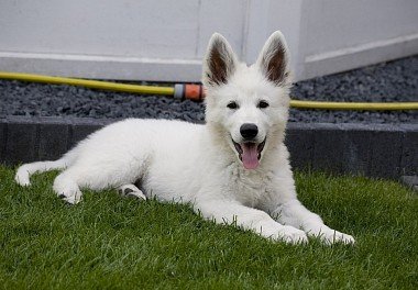 White Swiss Shepherd