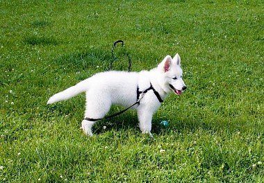 White Swiss Shepherd