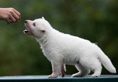 White Swiss Shepherd