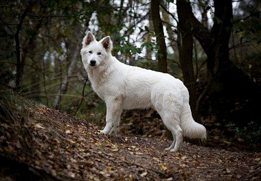 White Swiss Shepherd