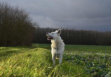 White Swiss Shepherd