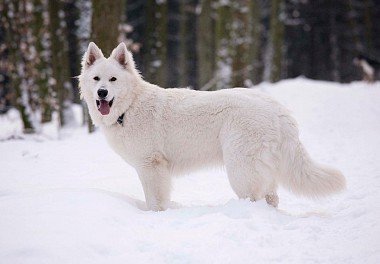 White Swiss Shepherd