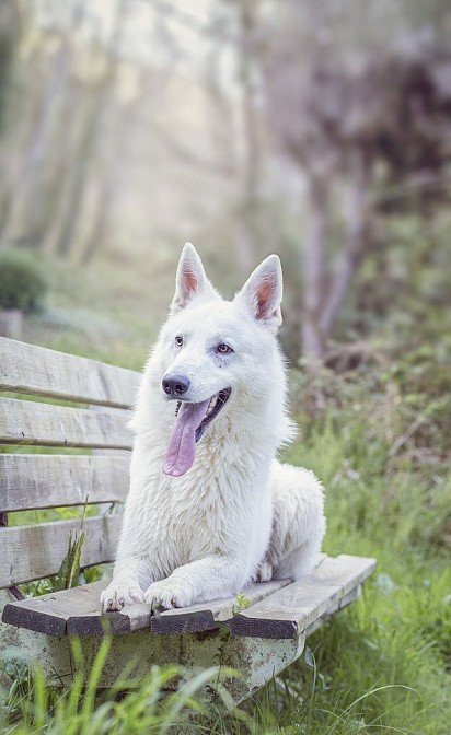 White Swiss Shepherd