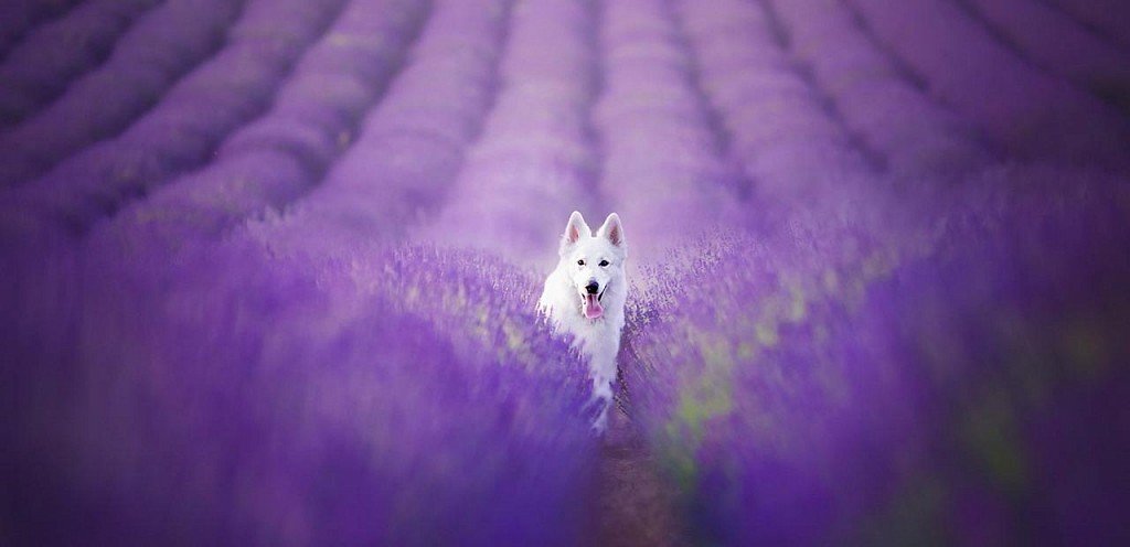 White Swiss Shepherd in a lavender field