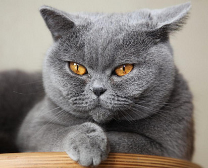 British Shorthair Cat