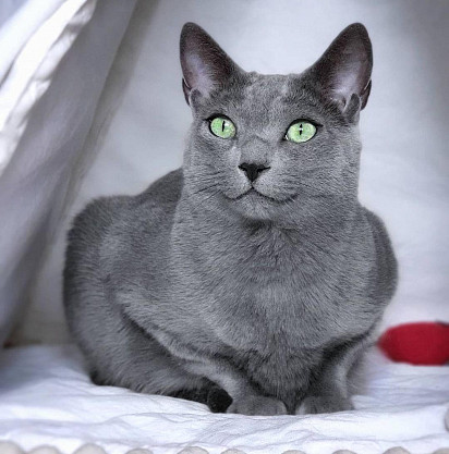 Russian Blue cat